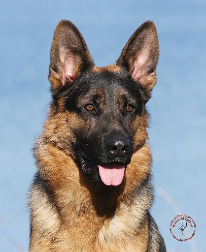 German Shepherd Dog 9Y554D-150.JPG